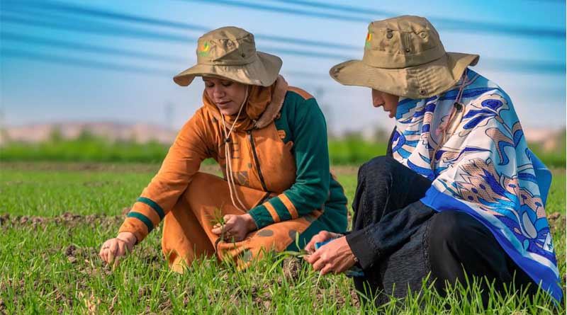 Women And Smallholder Farming In Mena – A Book Chapter