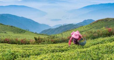 COP30: Forests Drive Agricultural Success, Not Conflict, Report Shows