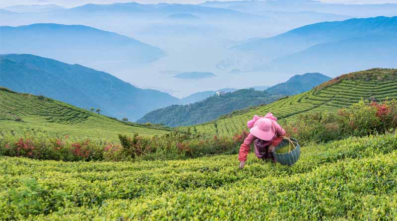 COP30: Forests Drive Agricultural Success, Not Conflict, Report Shows