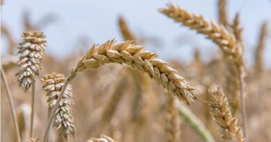 Government to Provide Subsidy for Barley and Wheat Demonstration Plots and Seed Distribution