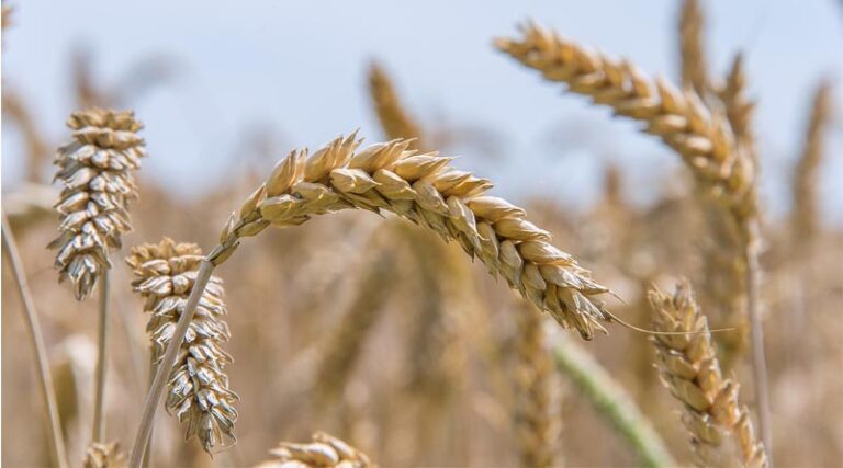 Government to Provide Subsidy for Barley and Wheat Demonstration Plots and Seed Distribution