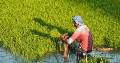 Punjab’s Water Crisis: Experts Say Hybrid Seeds Are the Only Sustainable Solution