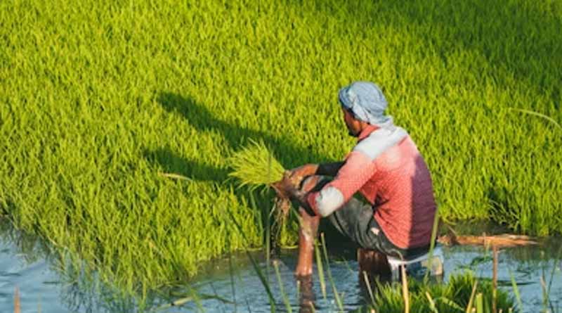 Punjab’s Water Crisis: Experts Say Hybrid Seeds Are the Only Sustainable Solution