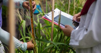 Cambodia Recognizes IRRI For Contributions To The Rice Sector