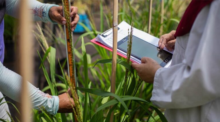 Cambodia Recognizes IRRI For Contributions To The Rice Sector