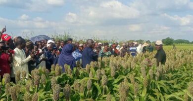 Small Stature, Big Impact: How SAMSORG 52 is Redefining Sorghum Farming in Nigeria