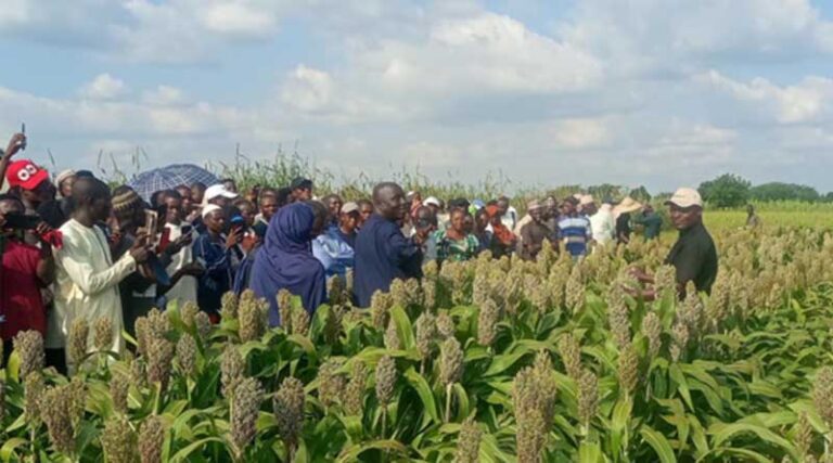 Small Stature, Big Impact: How SAMSORG 52 is Redefining Sorghum Farming in Nigeria