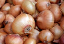 Nashik Onion Prices Spike as Rain Delays Kharif Harvest