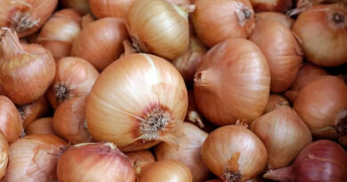 Nashik Onion Prices Spike as Rain Delays Kharif Harvest