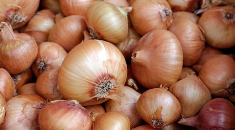 Nashik Onion Prices Spike as Rain Delays Kharif Harvest