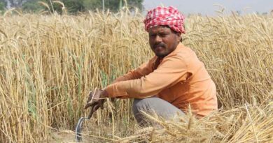 India’s Foodgrain Output Jumps Nearly 8% to 357.73 Million Tonnes in 2024–25, Shows Final Estimate