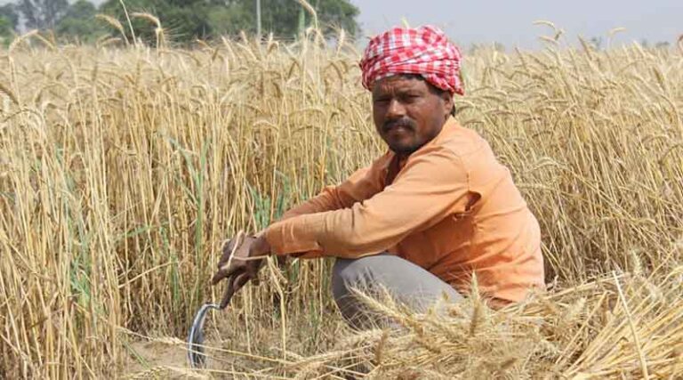 India’s Foodgrain Output Jumps Nearly 8% to 357.73 Million Tonnes in 2024–25, Shows Final Estimate