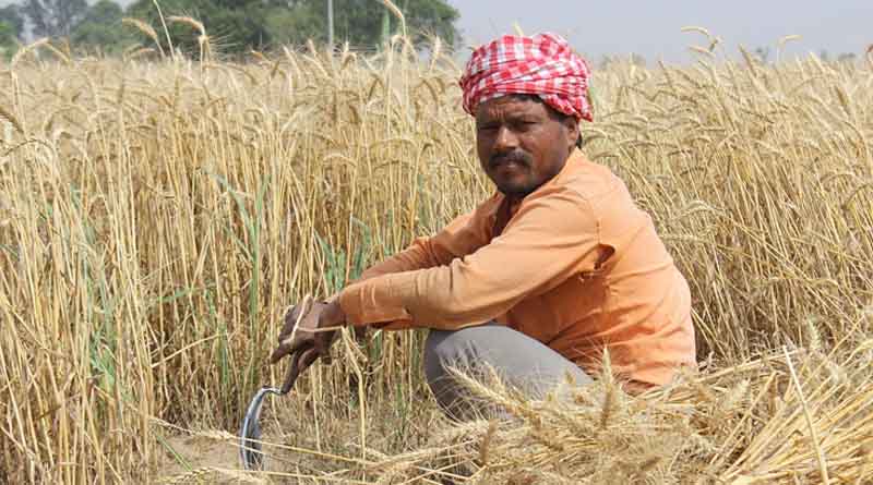 India’s Foodgrain Output Jumps Nearly 8% to 357.73 Million Tonnes in 2024–25, Shows Final Estimate