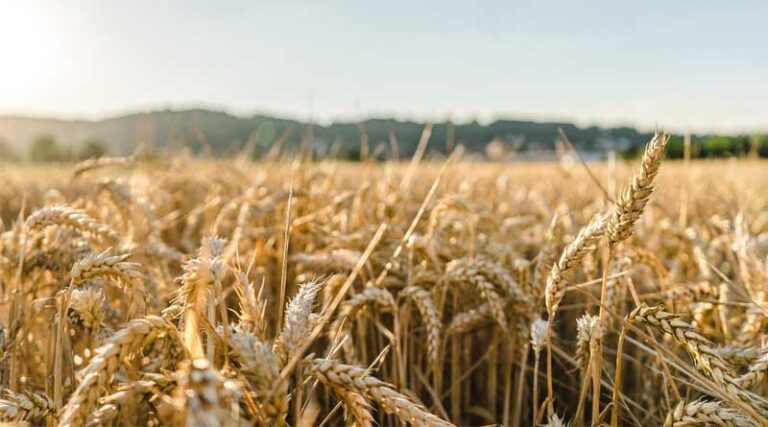 Wheat Seed Purchases Slow in Rabi Season as Market Speculation and Low Kharif Prices Impact Farmer Sentiment