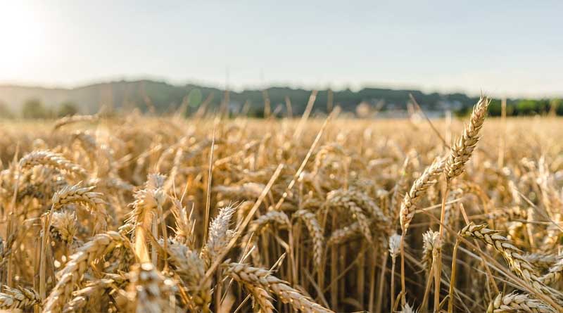Wheat Seed Purchases Slow in Rabi Season as Market Speculation and Low Kharif Prices Impact Farmer Sentiment