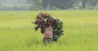 India’s Rabi 2025-26 Sowing Gains Momentum with Strong Wheat and Oilseed Coverage