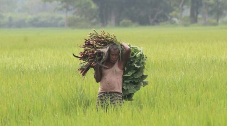 India’s Rabi 2025-26 Sowing Gains Momentum with Strong Wheat and Oilseed Coverage