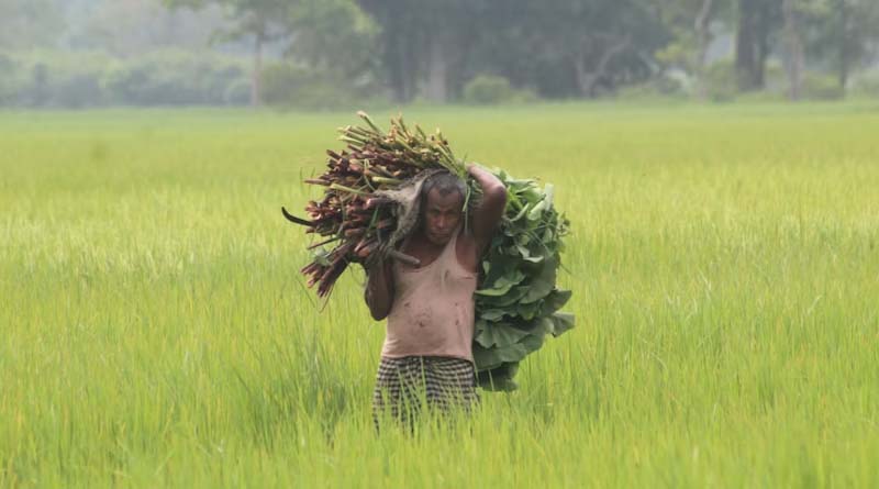 India’s Rabi 2025-26 Sowing Gains Momentum with Strong Wheat and Oilseed Coverage