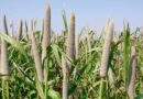 Breaking Barriers in Pearl Millet Improvement: A New Pathway for High Efficiency Genome Editing