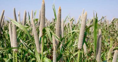 Breaking Barriers in Pearl Millet Improvement: A New Pathway for High Efficiency Genome Editing