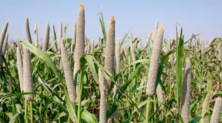 Breaking Barriers in Pearl Millet Improvement: A New Pathway for High Efficiency Genome Editing