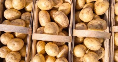 Global Potato Market Overview: Supply Gluts, Weather Variability, and Price Pressure Across Key Regions