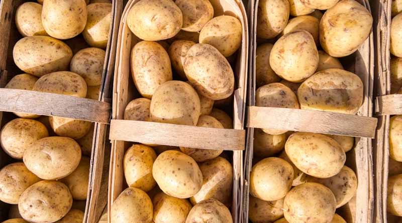 Global Potato Market Overview: Supply Gluts, Weather Variability, and Price Pressure Across Key Regions