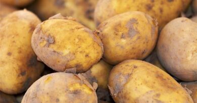 China’s 15% Processing Share Signals Shifts in the Global Potato Value Chain
