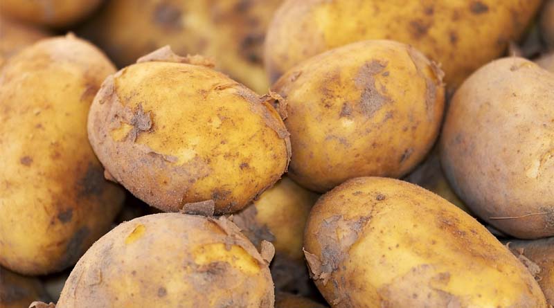 China’s 15% Processing Share Signals Shifts in the Global Potato Value Chain