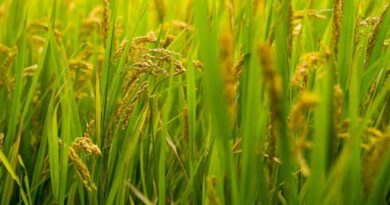 “Farmers Deserve to Decide”: ICAR Hits Back at Allegations on Gene-Edited Rice Trials