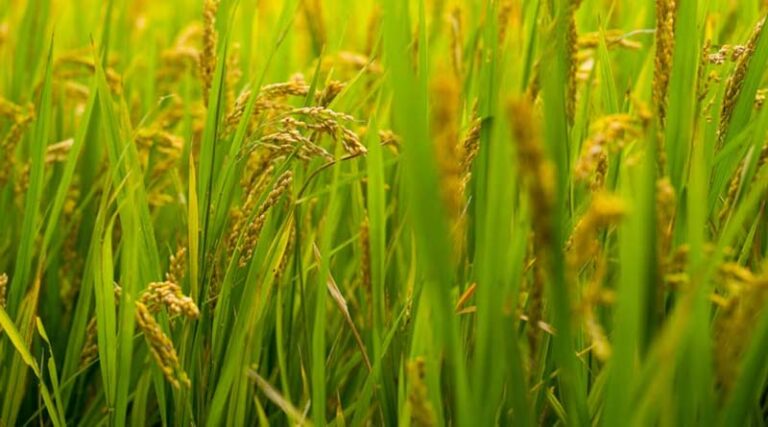 “Farmers Deserve to Decide”: ICAR Hits Back at Allegations on Gene-Edited Rice Trials