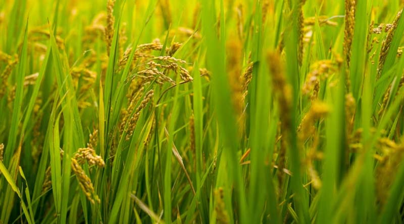“Farmers Deserve to Decide”: ICAR Hits Back at Allegations on Gene-Edited Rice Trials