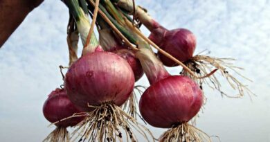 India’s Horticulture Production Rises to 369 Million Tonnes in 2024–25: Third Advance Estimates