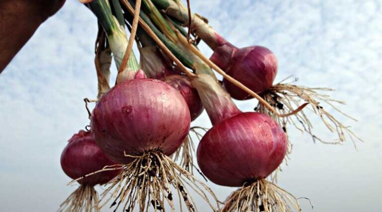 India’s Horticulture Production Rises to 369 Million Tonnes in 2024–25: Third Advance Estimates