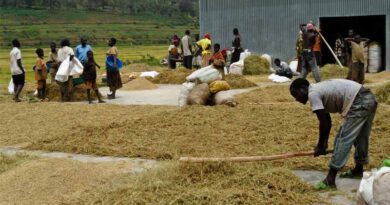 IRRI at COP30 Shares Key Research And Insights Into Community-Based, Gender-responsive Climate Adaptation