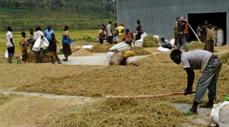 IRRI at COP30 Shares Key Research And Insights Into Community-Based, Gender-responsive Climate Adaptation