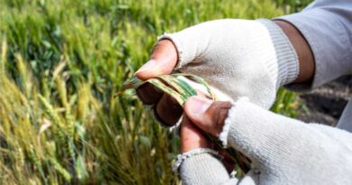 Accelerating Wheat Breeding, From Toluca In Mexico To The World