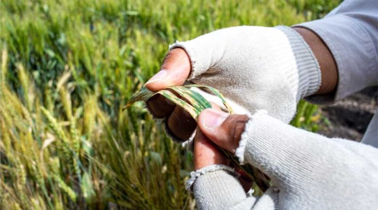 Accelerating Wheat Breeding, From Toluca In Mexico To The World