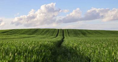 Agriculture: A Key Strength of India’s Economy