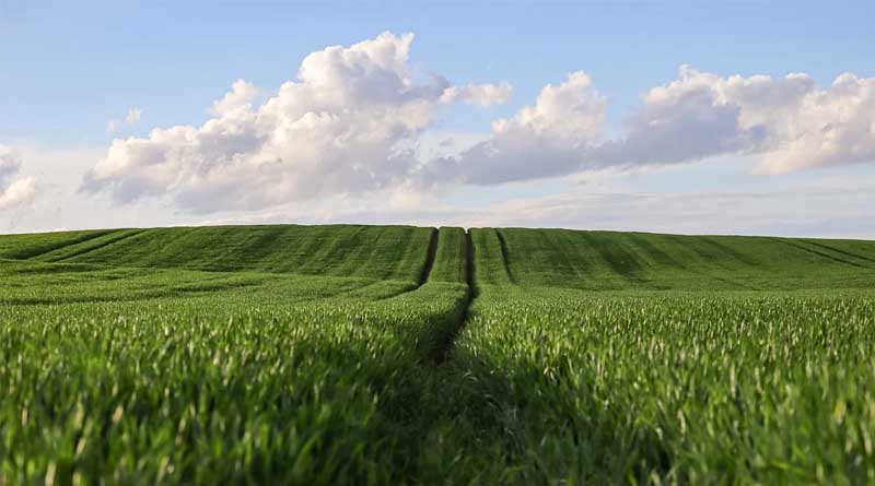 Agriculture: A Key Strength of India’s Economy
