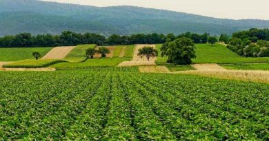 A “System-Level” Strategy for Italian–Indian Cooperation