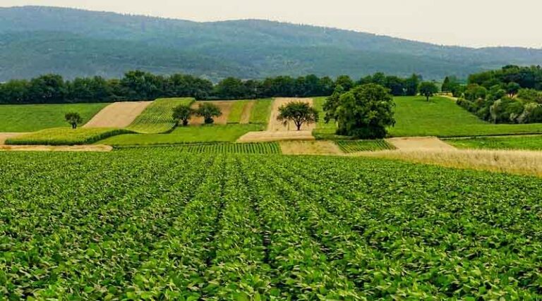 A “System-Level” Strategy for Italian–Indian Cooperation