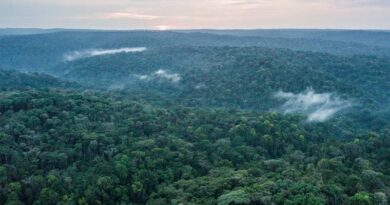 CIFOR-ICRAF and Partners Convene International Scientific Symposium and High-Level Workshop to Strengthen the Future of Central African Forest Research and Resilience