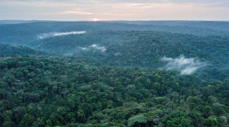 CIFOR-ICRAF and Partners Convene International Scientific Symposium and High-Level Workshop to Strengthen the Future of Central African Forest Research and Resilience