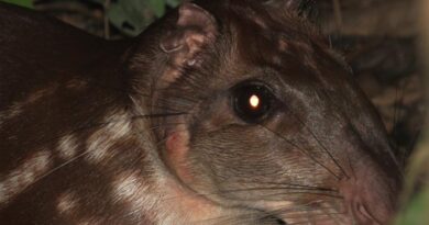 Pivotal Amazon Study Reveals Wild Meat’s Vital Role In Food Security, Culture And Conservation