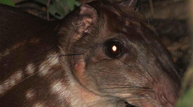 Pivotal Amazon Study Reveals Wild Meat’s Vital Role In Food Security, Culture And Conservation