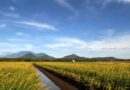 New Business Guidance Equips Companies To Cut Rice Methane Emissions