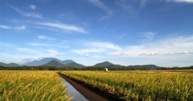New Business Guidance Equips Companies To Cut Rice Methane Emissions