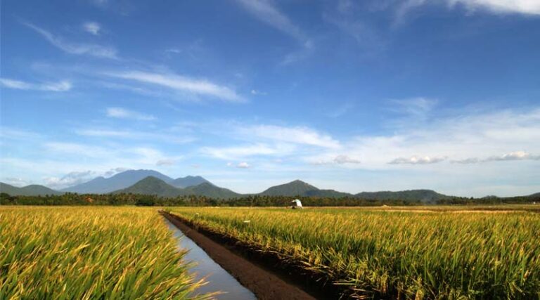 New Business Guidance Equips Companies To Cut Rice Methane Emissions