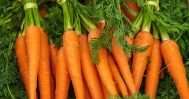 High-Yield Carrot Varieties Gain Ground Among Indian Farmers in Winter Season